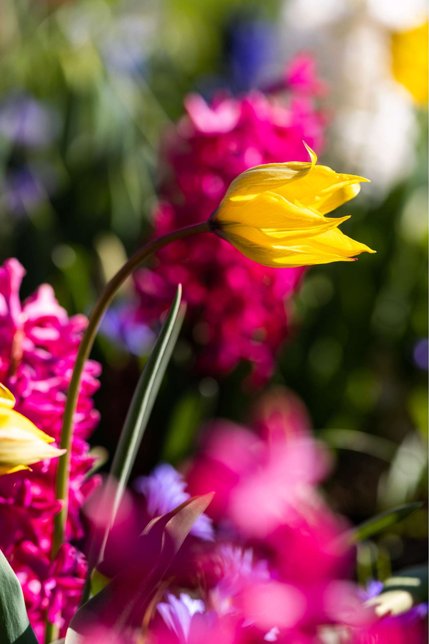 Tulipe botanique 'Sylvestris'